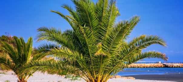 Tourism Digital – 44 Prozent der Deutschen buchen ihren Urlaub im Internet